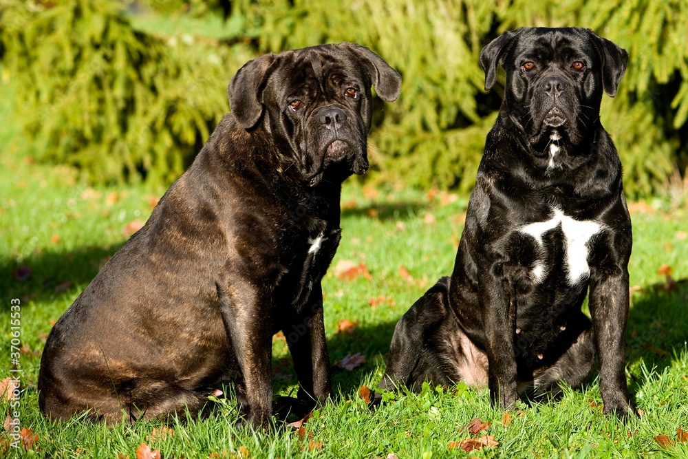 Cane Corso, a Dog Breed from Italy, Pair sitting on Grass Cane Corso, a Dog Breed from Italy, Pair sitting on Grass