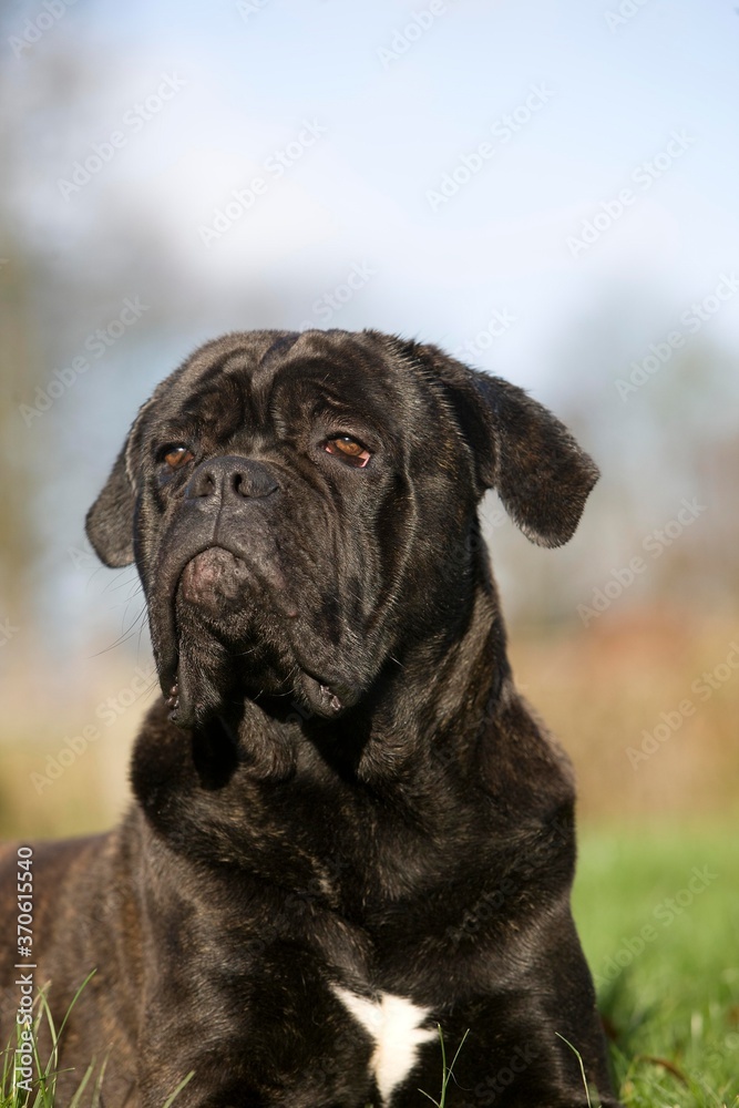Cane Corso, a Dog Breed from Italy, Portrait of Adult