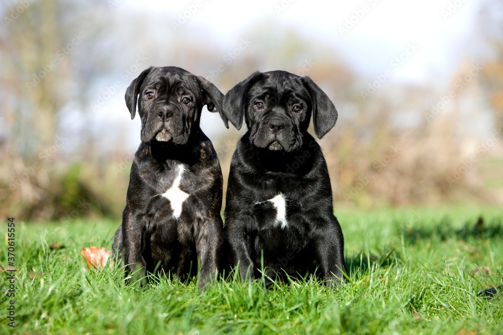 Cane Corso, a Dog Breed from Italy, Pups sitting on Grass Cane Corso, a Dog Breed from Italy, Pups sitting on Grass