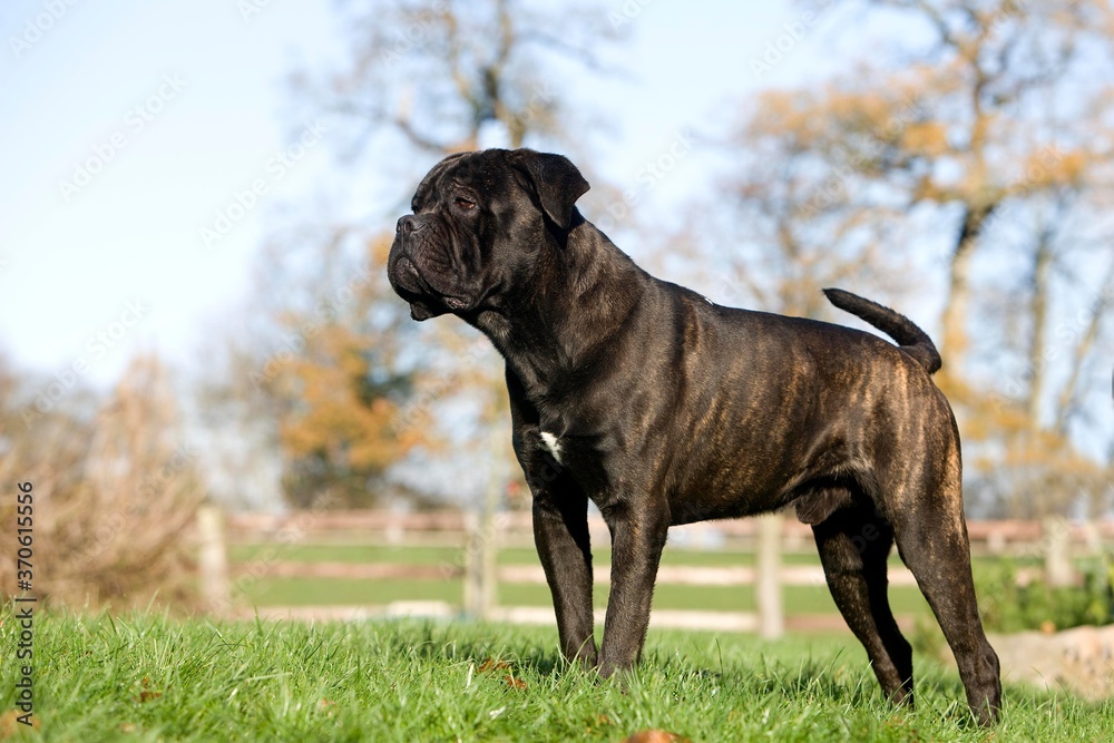 Cane Corso, a Dog Breed from Italy, Male standing on Grass Cane Corso, a Dog Breed from Italy, Male standing on Grass