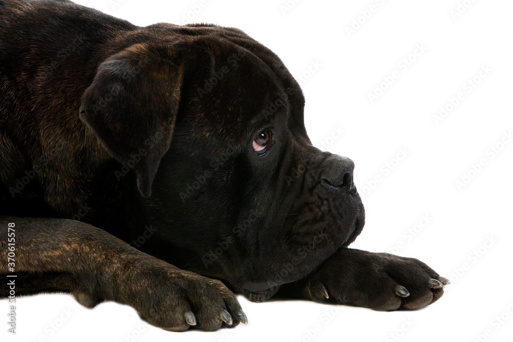 Cane Corso, a Dog Breed from Italie, Portrait of Dog against White Background