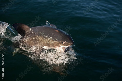 Great White Shark  carcharodon carcharias  Adult Breaching  Catching a Tuna Fish  False Bay in South Africa