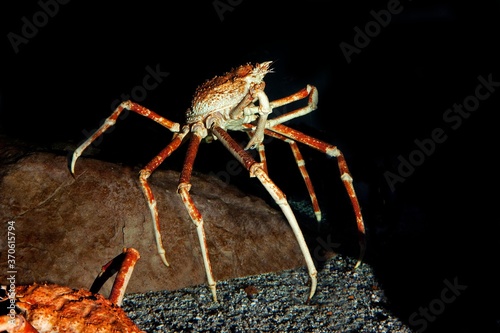 Tableau sur toile Japanese Spider Crab or Giant Spider Crab, macrocheira kaempferi, Adult