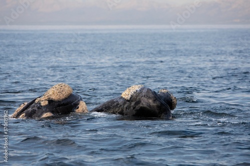 Southern Right Whale, eubalaena australis, Pair with Head emerging from Sea, Hermanus in South Africa