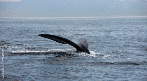 Southern Right Whale, eubalaena australis, Tail emerging from Sea, Ocean Near Hermanus in South Africa