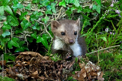 Stone Marten or Beech Marten, martes foina, Adult, Normandy photo