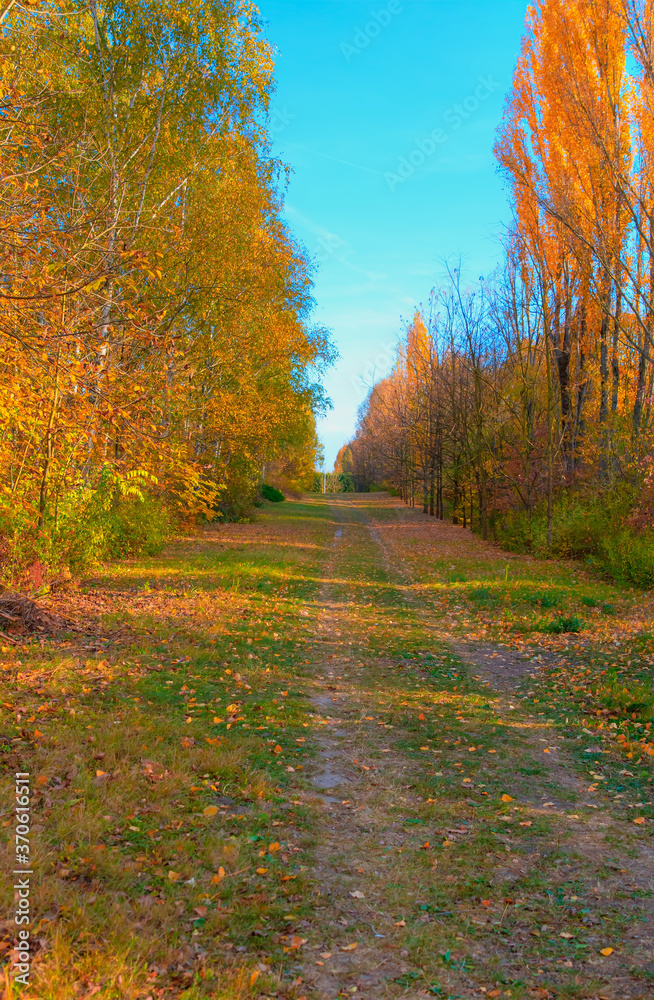 Fototapeta premium Country road in the autumn forest in sunny day