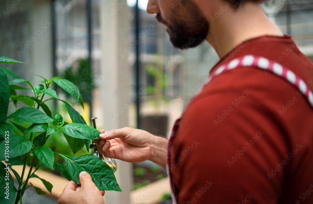 Obraz premium Unrecognizable mature man gardener working in greenhouse.