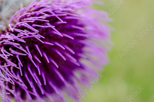 Purple abstract flower in close-up.