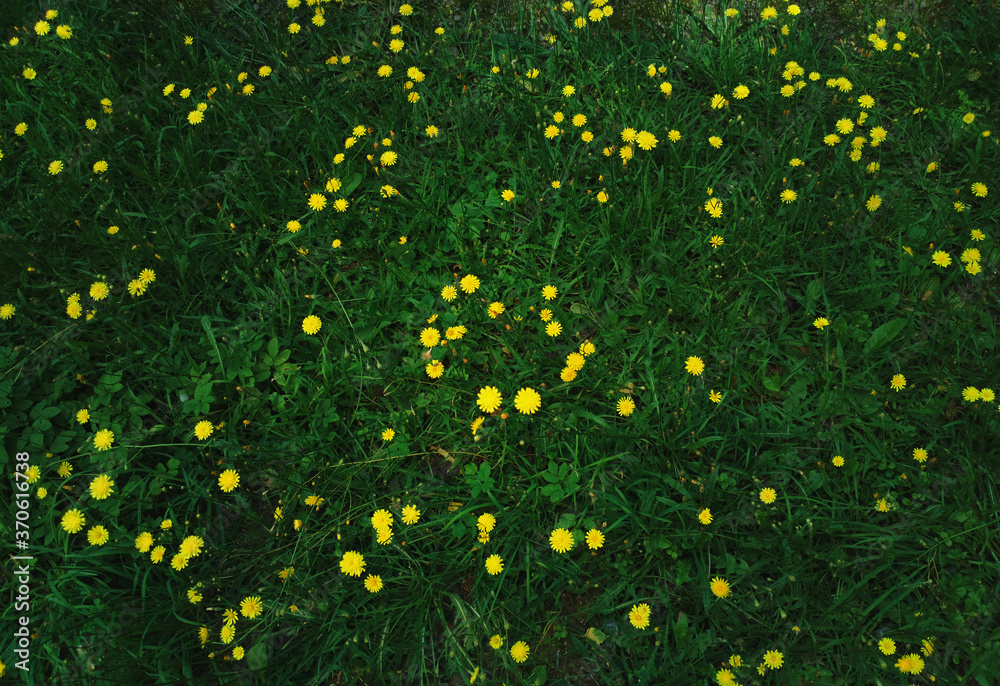 Yellow summer flowers on green grass background