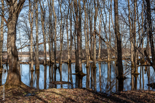 Flooded trees and frozen water in the floodplain of the river at the thaws.