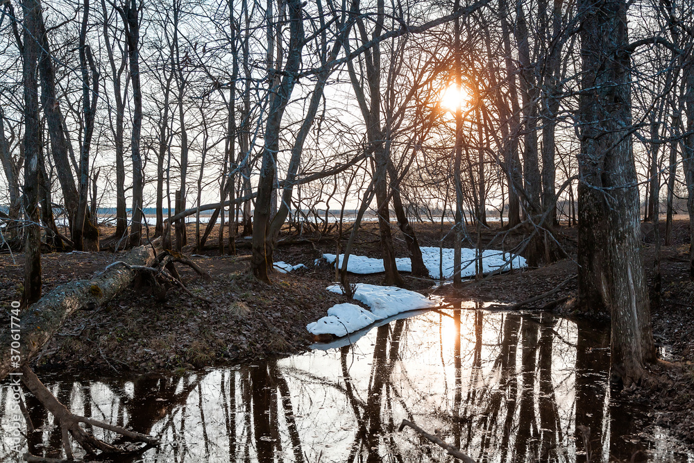 Flooded trees and frozen water in the floodplain of the river at the thaws.