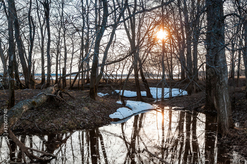 Obraz na płótnie Flooded trees and frozen water in the floodplain of the river at the thaws. w salonie