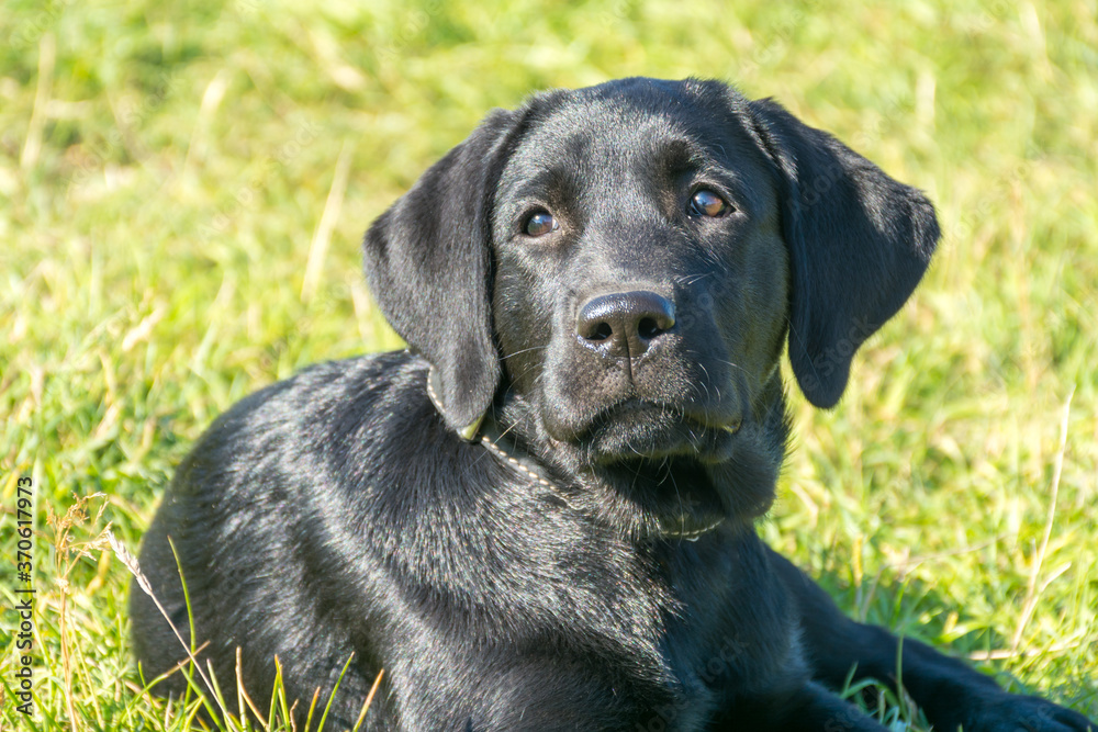 black Labrador puppy lying on the green grass black Labrador puppy lying on the green grass