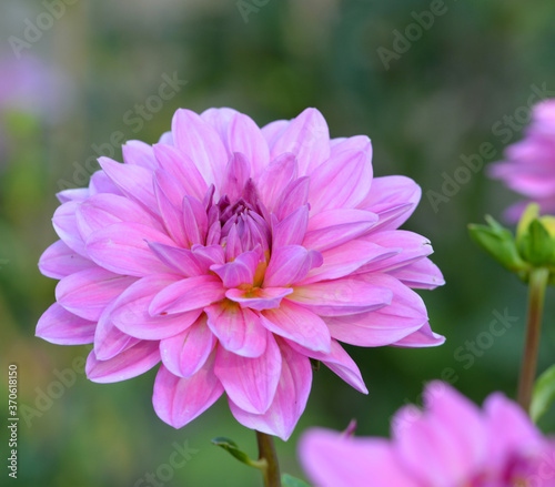 Dahlia