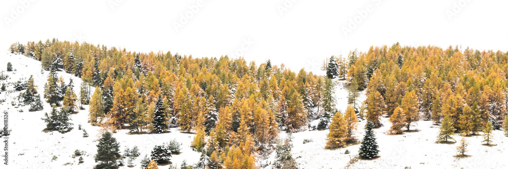 forest of yellow pine trees in the snow forest of yellow pine trees in the snow