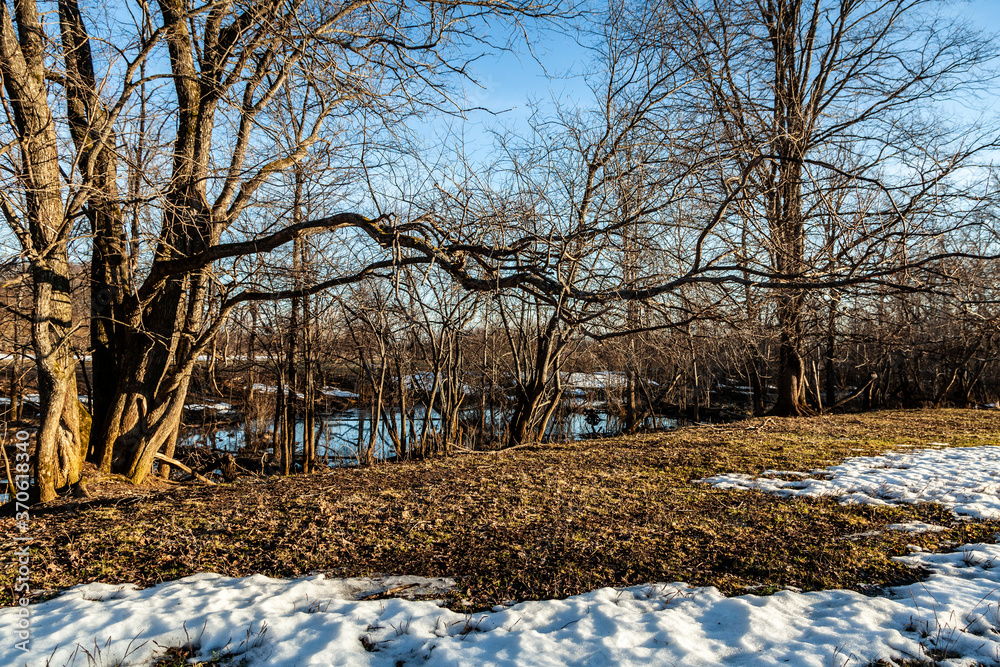 Flooded trees and frozen water in the floodplain of the river at the thaws.