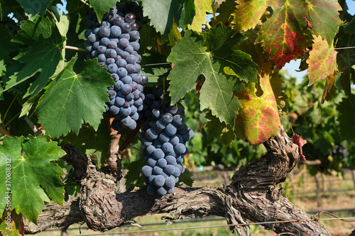 two bunches of red grapes on old plants