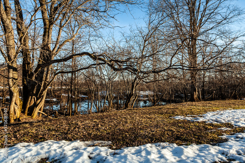 Obraz na płótnie Flooded trees and frozen water in the floodplain of the river at the thaws. w salonie