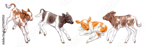 Watercolor set of calfs isolated on white background. Original stock illustration of baby cows. photo