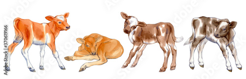Watercolor set of calfs isolated on white background. Original stock illustration of baby cows.