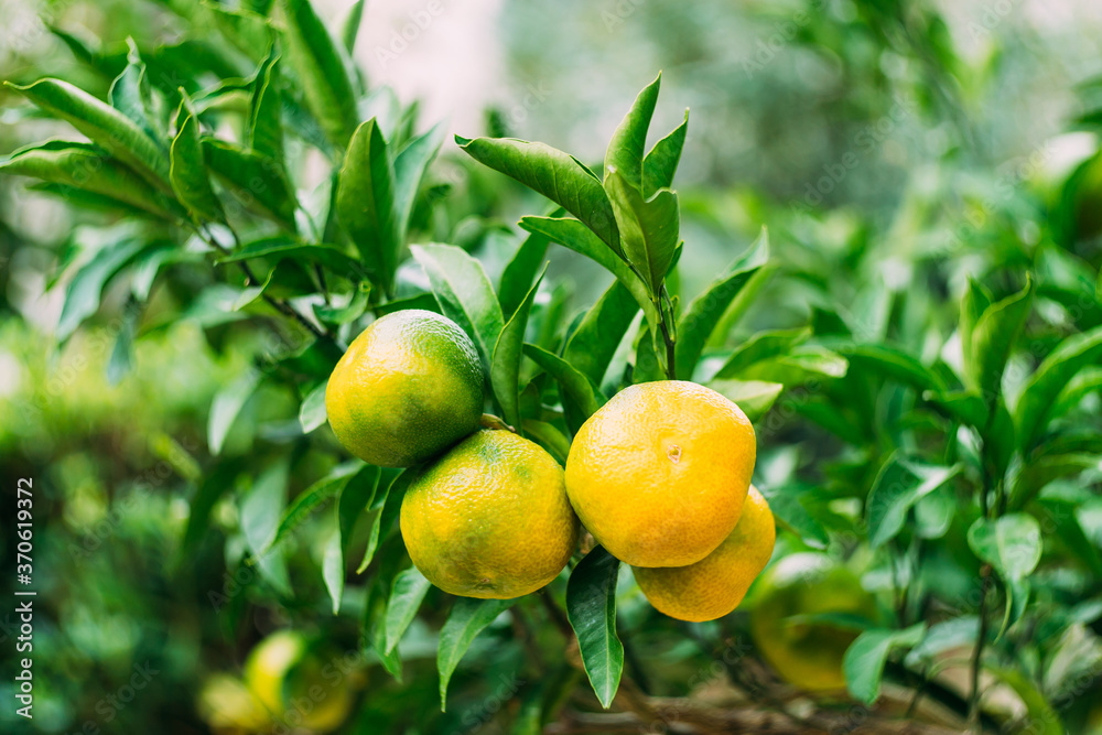 Close-up of yellow ripening tangerines on tree branches.