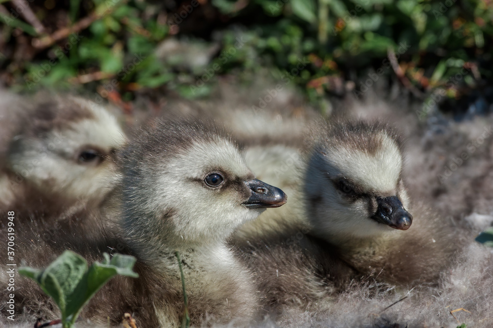 Barnacle Gееse (Branta leucopsis) goslings in Barents Sea coastal area, Russia Barnacle Gееse (Branta leucopsis) goslings in Barents Sea coastal area, Russia