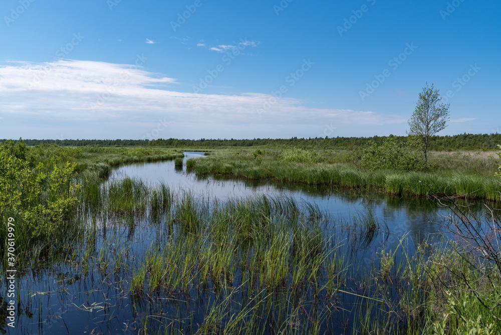 Panorama of Kokkorevo swamp. Natural reserve Kokkorevskey, Ladoga lake shore, Leningrad region, Russia Panorama of Kokkorevo swamp. Natural reserve Kokkorevskey, Ladoga lake shore, Leningrad region, Russia