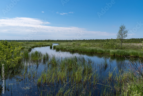 Panorama of Kokkorevo swamp. Natural reserve Kokkorevskey, Ladoga lake shore, Leningrad region, Russia