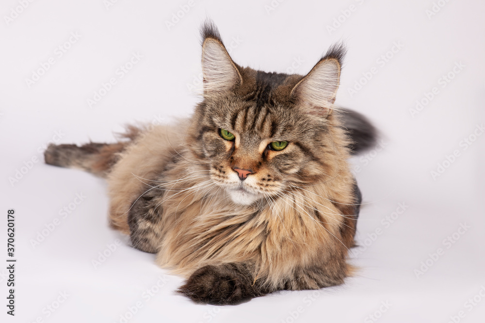 Portrait of cat of Maine coon breed laying on the windowsill, big and fluffy, with green eyes and expressive look right to the camera. Tassels on the ears, tabby color. Copy space, white background.