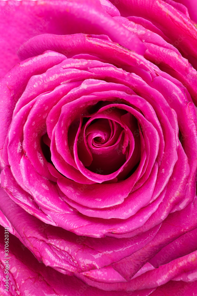 Pink rose flower