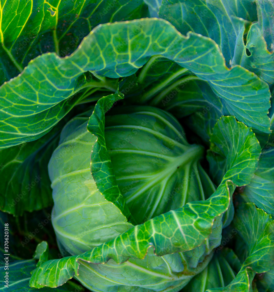 cabbage growing in the garden cabbage growing in the garden