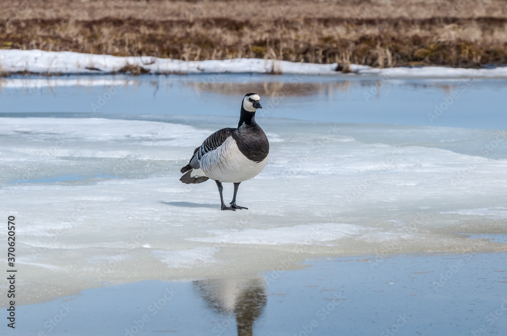 Fototapeta premium Barnacle Goose (Branta leucopsis) in Barents Sea coastal area, Russia