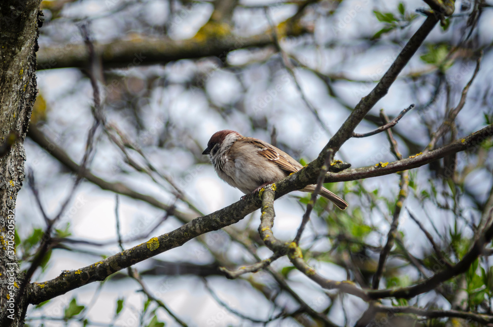 Sparrow on a branch of an Apple tree