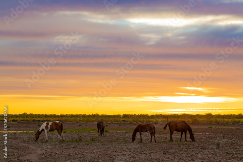 herd un sunset