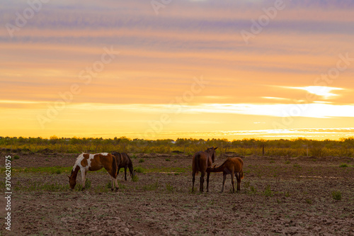 sunset and horses