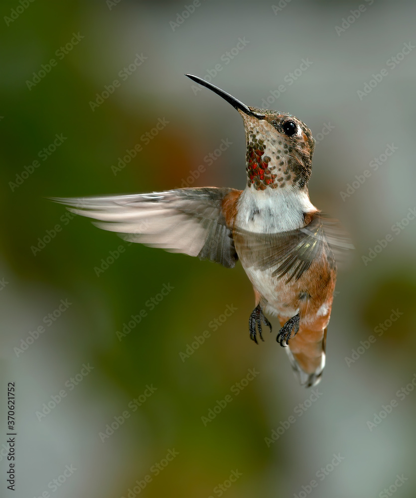 Fototapeta premium Allen's Hummingbird (Selasphorus sasin) female in garden, Los Angeles, California, USA