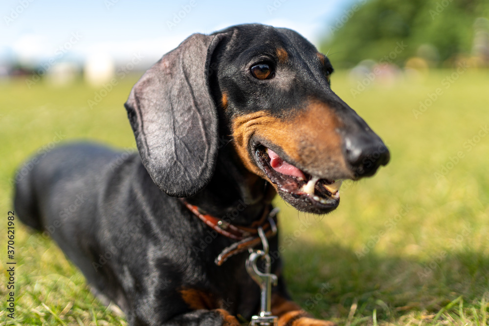 Dachshund dog close-up portrait on a green background of the park.