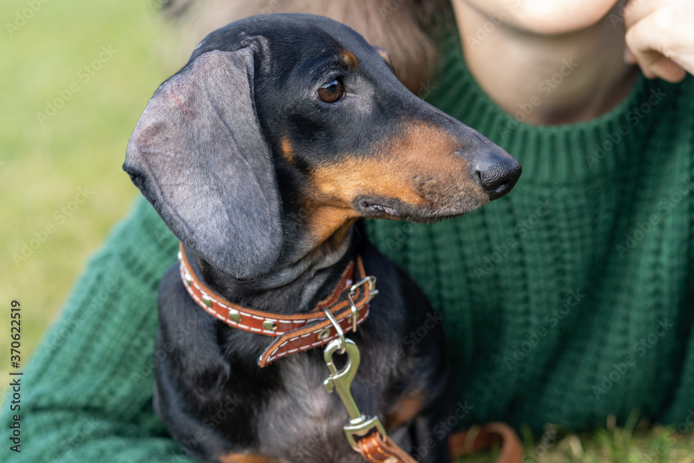 Portrait of a dog next to the mistress on the grass. Portrait of a dog next to the mistress on the grass.