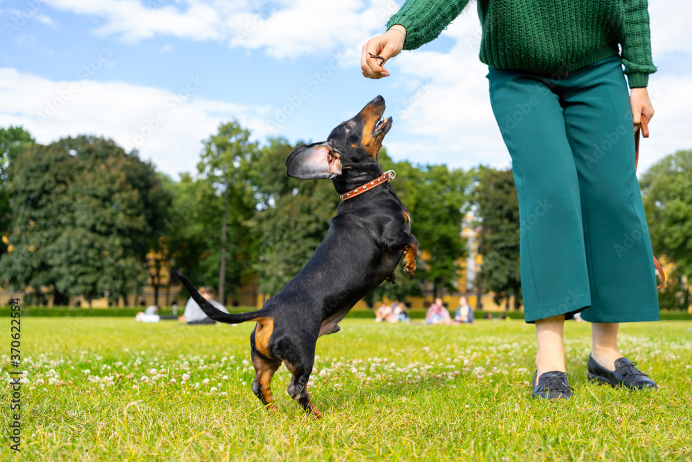 A dachshund dog in the park on the lawn jumps after a small stick in the hands of the owner.