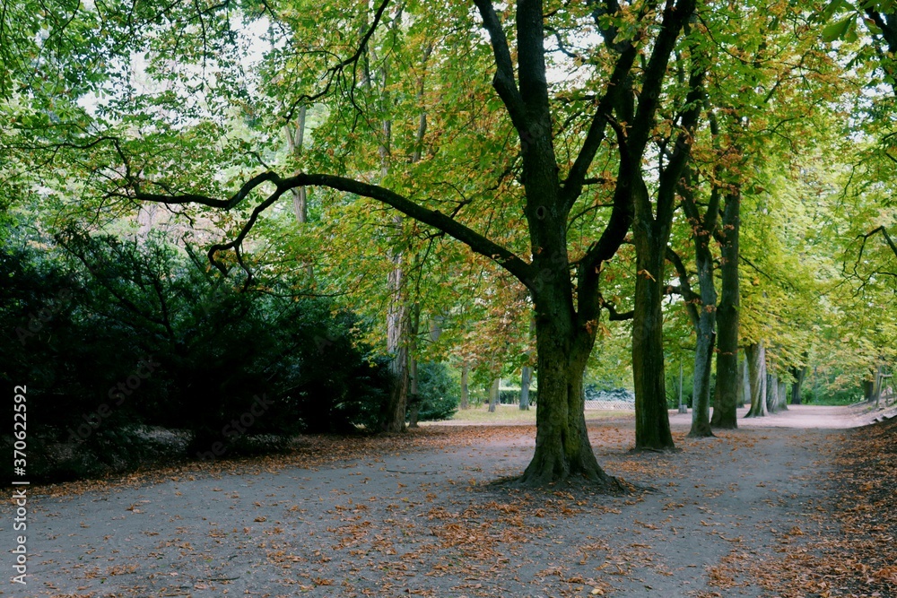 Alley in the park