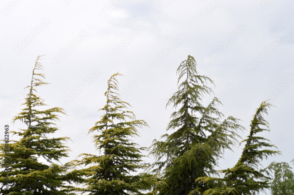 Árboles de campo Árboles de campo