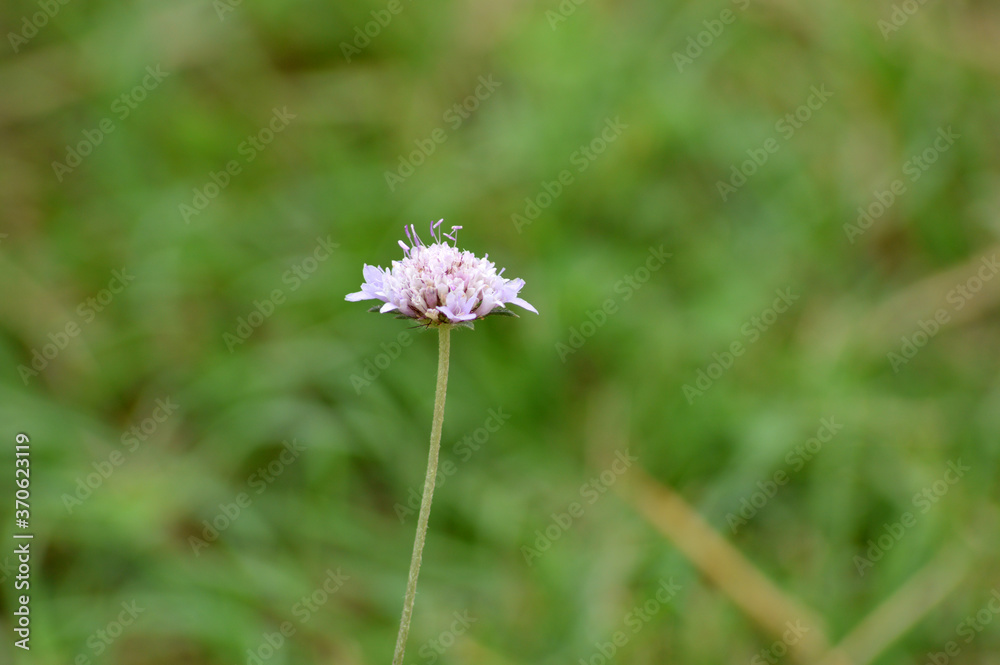 Flores lilas del campo