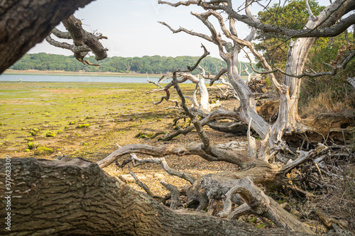 Tree trunks and mudflats exposed at low tide 