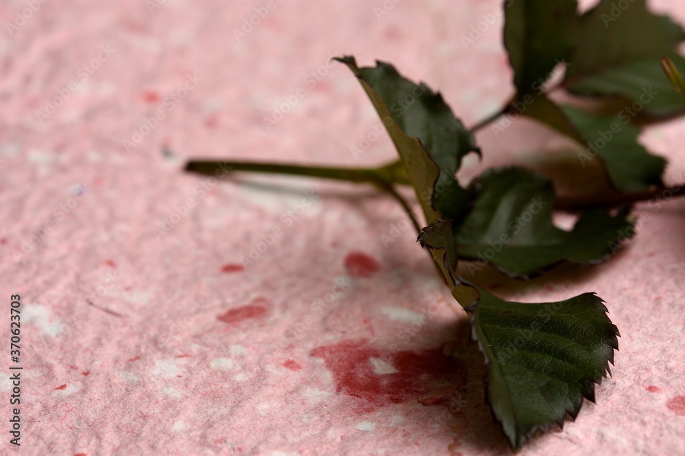 Fototapeta premium Green leaves belonging to rose and placed on pink and white textured recycle paper
