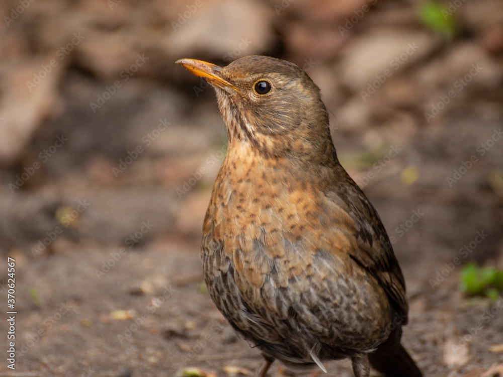 Fototapeta premium blackbird_002