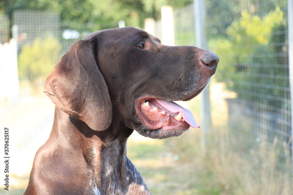 German Shorthaired Pointer male German Shorthaired Pointer male