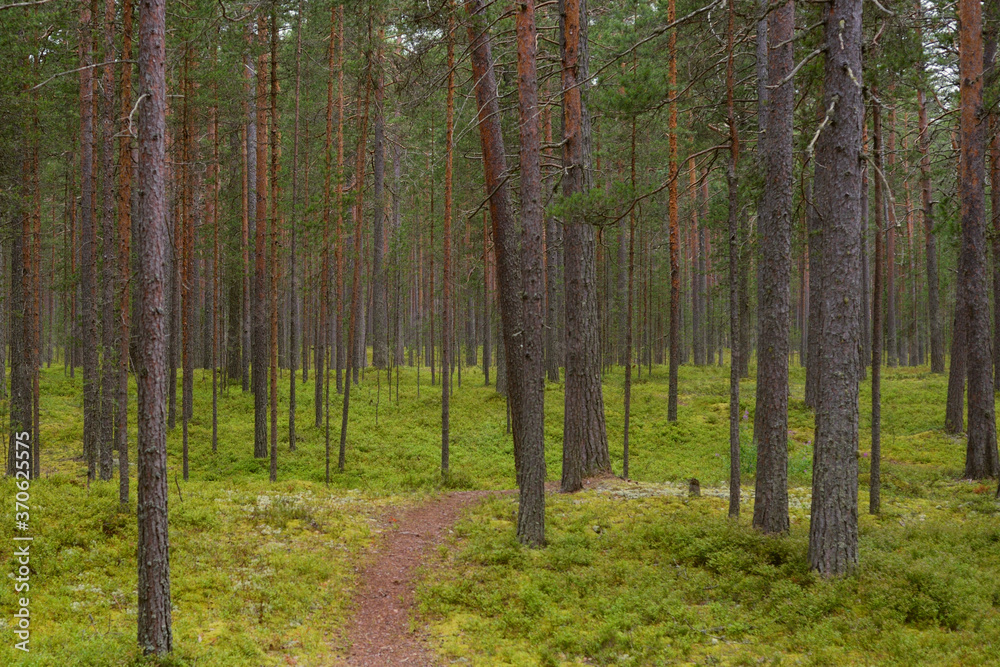 Fototapeta premium Ścieżka w sosnowym lesie.