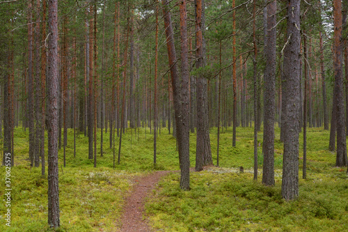 Path in pine forest.