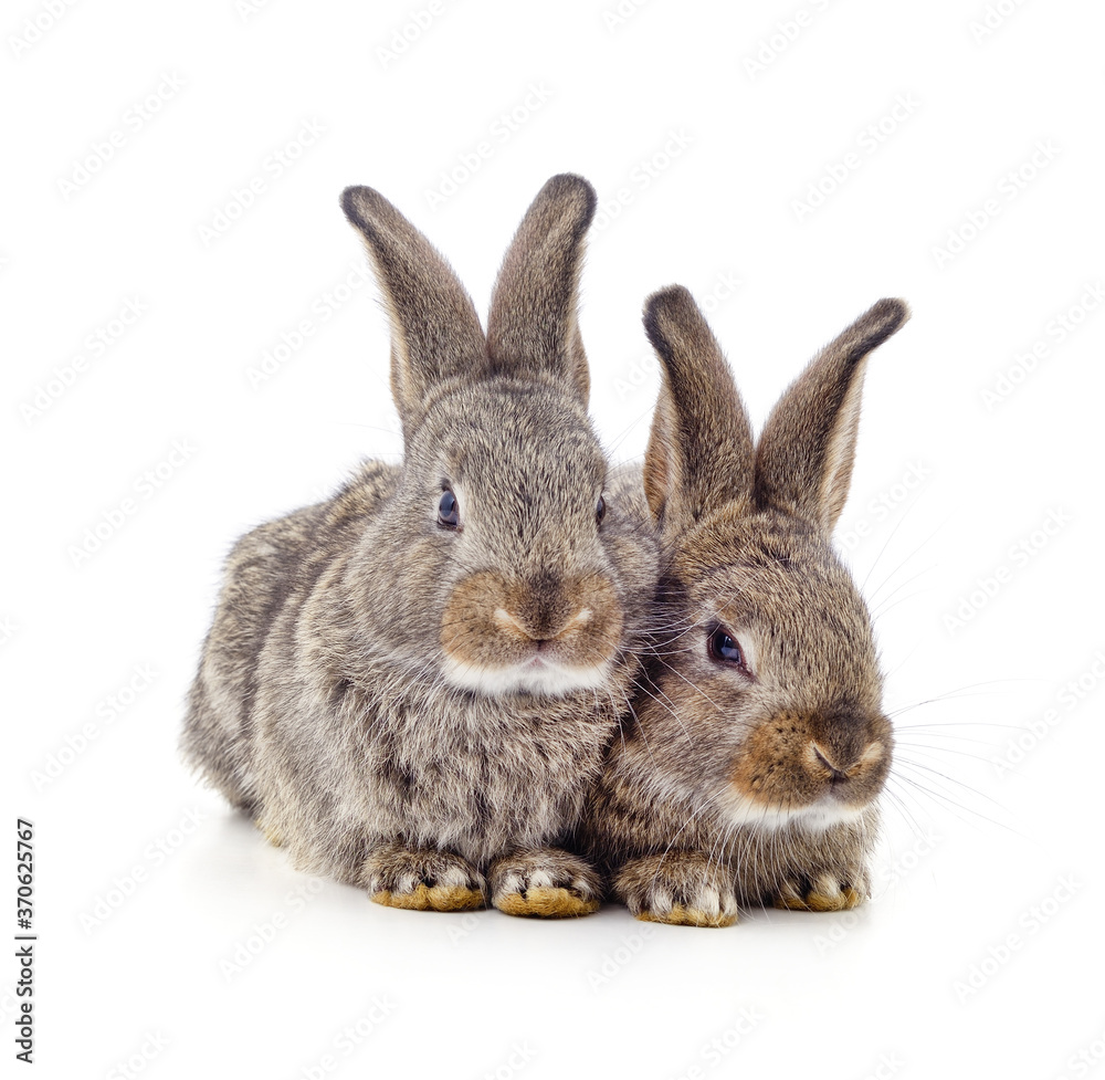 Fototapeta premium Two gray rabbits.